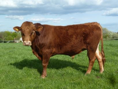 cattle red gaveston rum dexter male