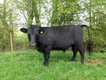 steer cattle dexter