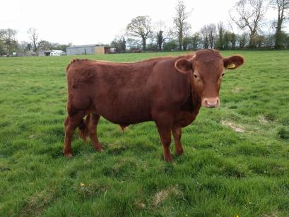 steer cattle