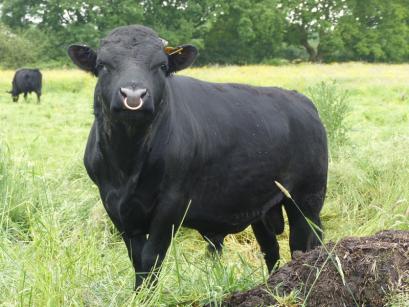 bevis duffryn cattle