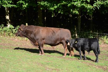 stargate lord cattle