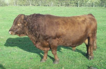 cattle admiral dexter male