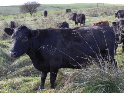 harmony smallshaw cattle