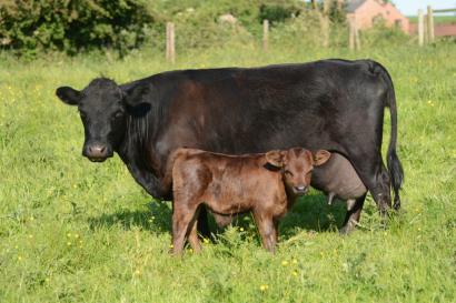 linford ex90 saffron