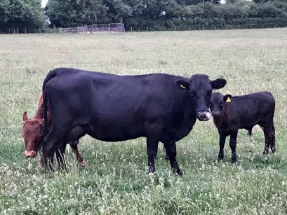 lonicera langley cattle