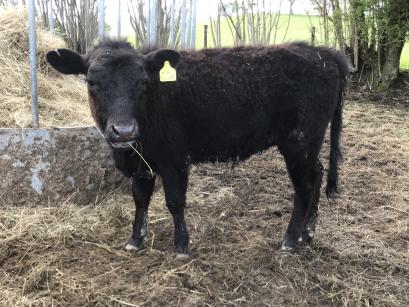 rosemary cattle