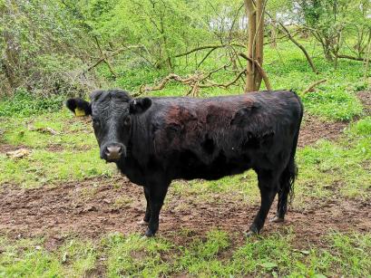 mojo deerwood cattle