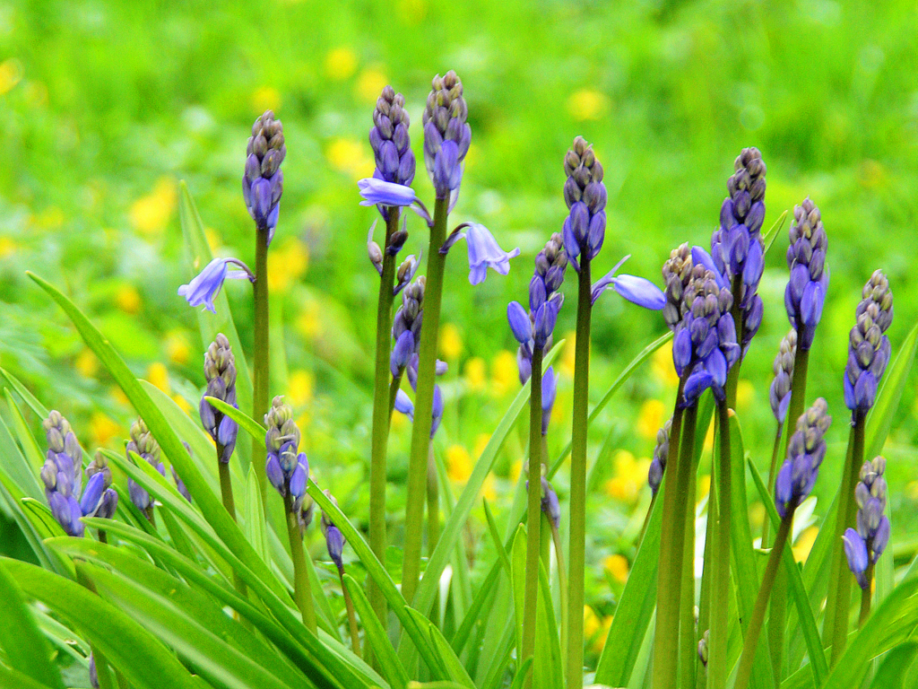 Bluebells and buttercups.jpg