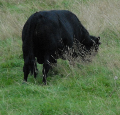 DSC_0004.JPG