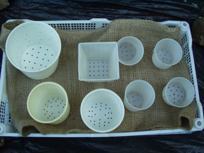 cheesemoulds1.jpg