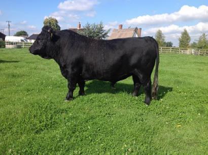 Dexter Cattle For Sale - Driftside Milo